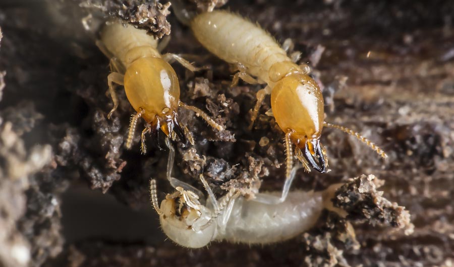 Termite Or White Ant Treatment And Prevention Tips